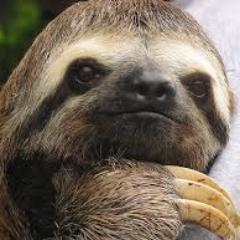 sloth_support's profile picture. Hi guys and welcome to our account! We'll try to post sloth stuff everyday and raise sloth awareness at the same time! If you can please make a donation!