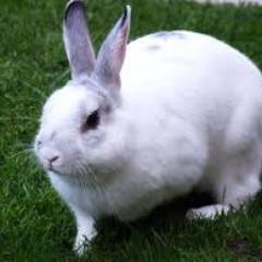 rubenkelinci's profile picture. rabbit, i love you :*