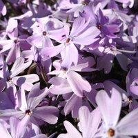 Z5guy (@z5guy) 's Twitter Profile Photo