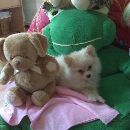 Apoyando y buscando que mas gente se una a cuidar de nuestros peludos hermosos ¡¡ Amo a los perris y gatos ¡¡ Ampliemos las redes de ayuda para ellos . Gracias¡