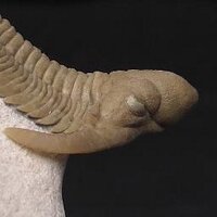 Ken Tsuchiya (@paleont_kt) 's Twitter Profile Photo