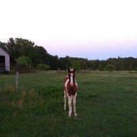 susan alexander (@cross1106) 's Twitter Profile