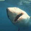 Daniel Correa - @DanielFCorrea - Twitter