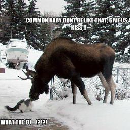 http://t.co/rS9VY5mZ2O  Snowflake's battle moose.