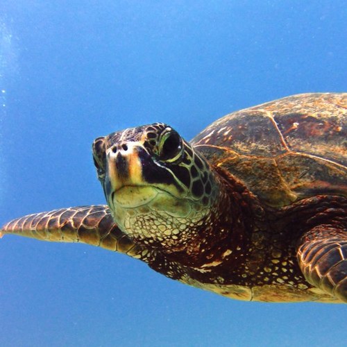 Come diving with us and Experience a Honu Diving Experience http://t.co/NaLjuE3FsG