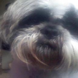 45 year old food lover  who loves to cook, bake and eat!! and swim!! 
owned by v spoilt shih tzu!!