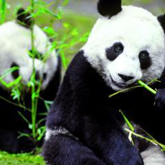 DujiangDam Profile Picture