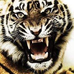 dunia_persib's profile picture. Official twitter Dunia PERSIB. berbagi informasi atawa beja seputar dunia Persib Bandung dari berbagai media & Ngariung mungpulung salarea bobotoh alam dunia.