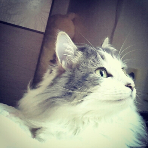 FeatherFlavor's profile picture. Korean/English/Chinese