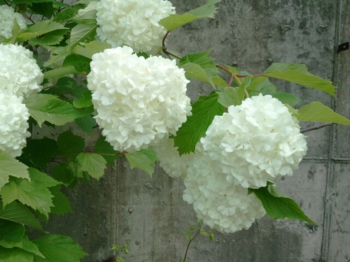 언제나 옳은것 진실은 승리하는 법이죠. 이세상이 좋은 이유구요. 우리나라는 정말 좋은 나라예요. 자랑스러워할만 합니다.그리고 사랑합니다*^^*