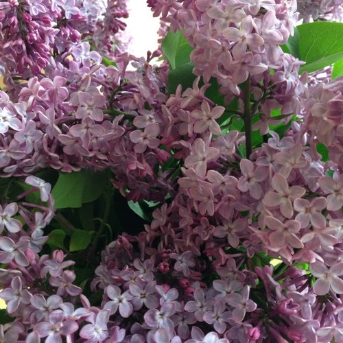 cu_cristina's profile picture. 