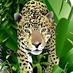 Johnson Jaguars (@johnson_jaguars) Twitter profile photo Johnson Jaguars (@johnson_jaguars) Twitter profile photo