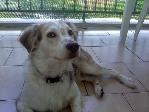 Belle, chienne de @kinder64100 et @clem64100