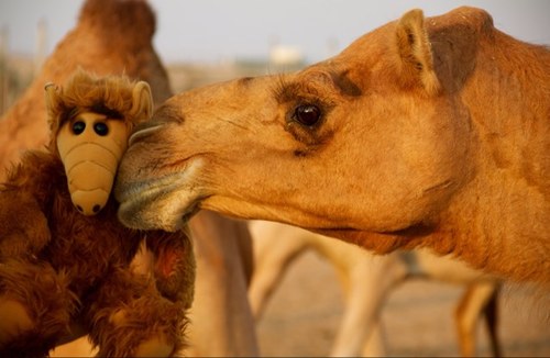 ilpaplm's profile picture. 