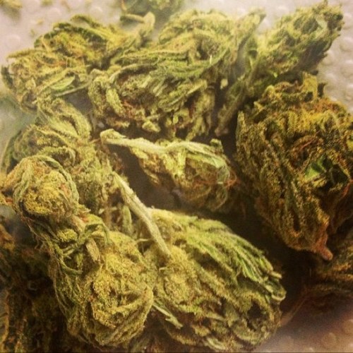 strainoftheday's profile picture. Go follow the best weed instgram @cannabitch_420 and @DANK_PICTURES