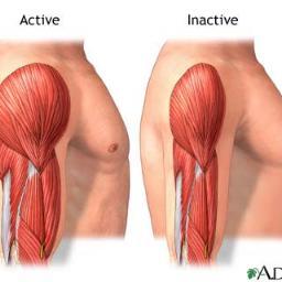 This channel is based on facts, pain and sweat. Our realistic vision about building muscle keeps you motivated.