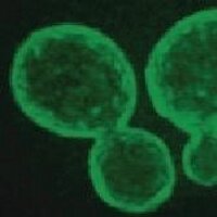 BAETZ LAB (@baetzlab) 's Twitter Profile Photo BAETZ LAB (@baetzlab) 's Twitter Profile Photo