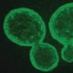 BAETZ LAB (@baetzlab) Twitter profile photo BAETZ LAB (@baetzlab) Twitter profile photo