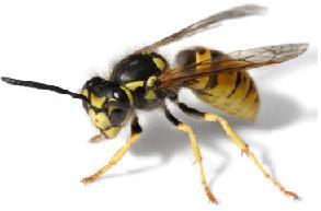 gibraltar_pest's profile picture. British pest control in Gibraltar