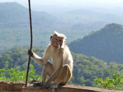 dhruv_p's profile picture. 