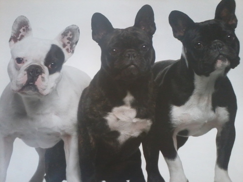 Alles over Fransebulldogs (L)
