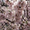 Iris Lai - @irislai401 - Twitter