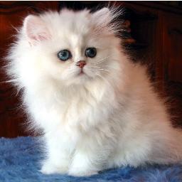 Mariancam999's profile picture. aprendiz de Twittez en academia #Tecnovaformacion