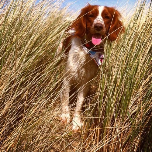 Im a welsh springer spaniel pup who lives life to the max. My favourite thing in the world is agility I just woof it. Oh and my name is izzy izzy wizz xxx