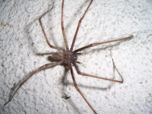 Je ne suis qu'une petite araignée, mais moi au moins, je peux tout voir. TOUT de chez Styles. #teamFSOS