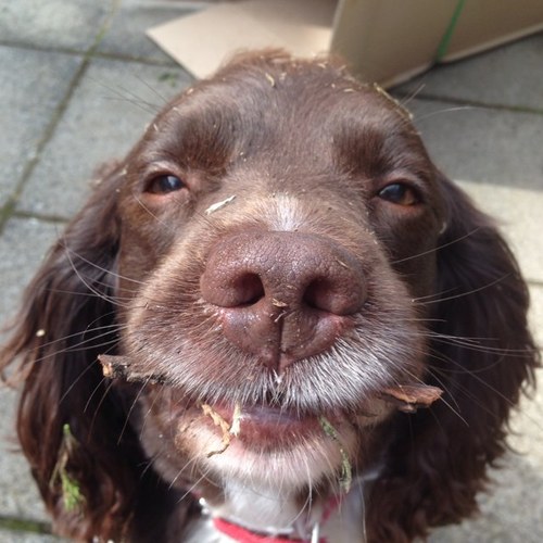 Hi, I'm a 12-year-old English Springer Spaniel called Jasper who loves tennis balls, going in the river and lots of cuddles!