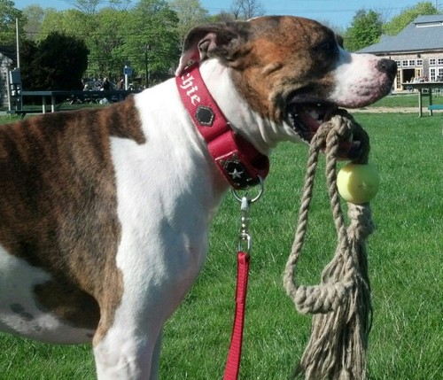 Brooklyn Dog Company handcrafts 
100% all-natural hemp rope dog toys.