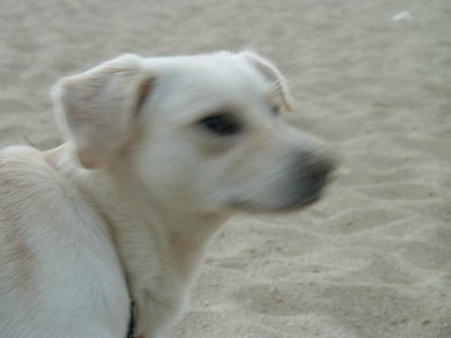 Hapa32625405's profile picture. I am Hapa I love the Big Island of Hawaii