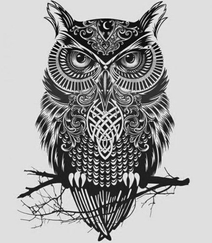 drehschatz's profile picture. The owls are not what they seem.
