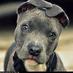 pitbulls rottweilers (@pitbulls1rott) Twitter profile photo