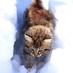 Cats (@hourlycats) Twitter profile photo Cats (@hourlycats) Twitter profile photo