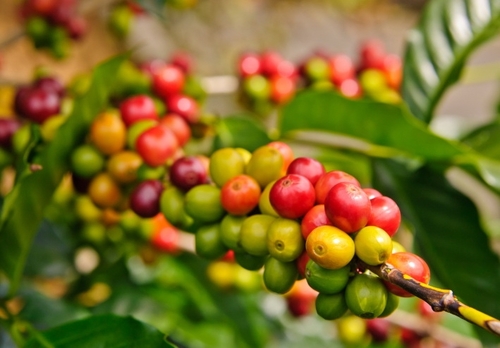 GreenCoffeeWiki's profile picture. Green coffee beans are very in news reports nowadays they are only unroasted coffees pure in form.