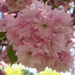 chaseyannie's profile picture. 