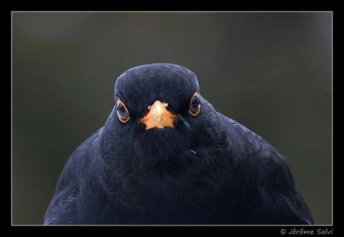 lemerle29's profile picture. Le Merle te surveille... #bigbrother #pasdebuZZ