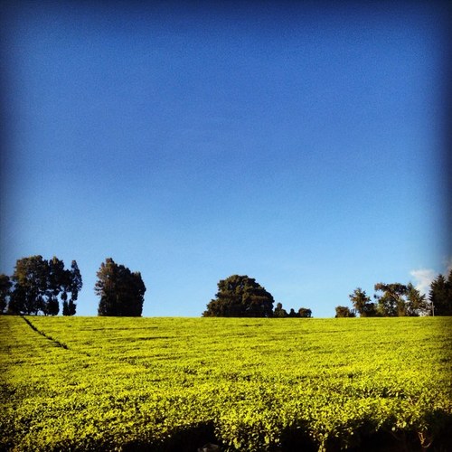 CMigongoBake's profile picture. Conservationist passionate about community-based natural resource management in sub-Saharan Africa. All views are my own.