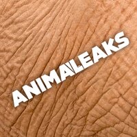 AnimaLeaks (@animaleaks) 's Twitter Profile Photo