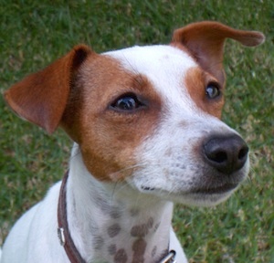 General dog lover. Picking up and sharing tips and advise about dog training.
You can visit my site at: http://t.co/VvGuA4NC8w
