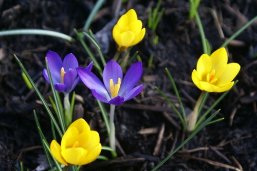 springbulbs's profile picture. Trying to be as free as Leonard Cohen's Bird on a Wire (or is it the drunk in a midnight choir?)