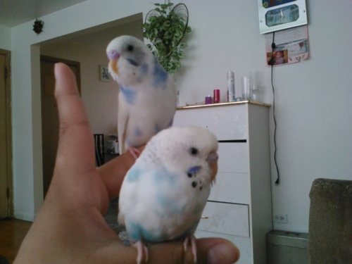 Romeo:Hi took over mommys acoun. Juliet:Hi im Juliet and the point to be here with Romeo is to mate with him to have eggs mom REALLY wants some