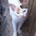 stephanie isabel a.r - @tefyaraya12 - Twitter