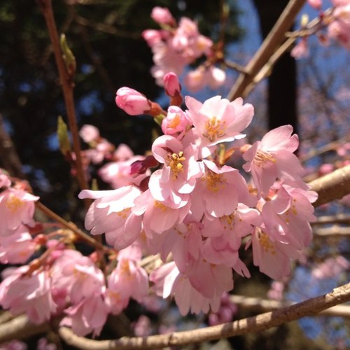 tomizawa_sakura's profile picture. 