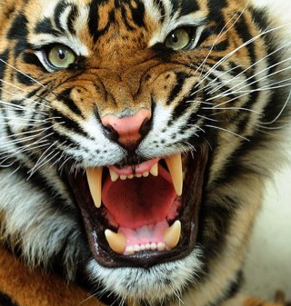The most amazing pictures of the most badass animals on the planet.