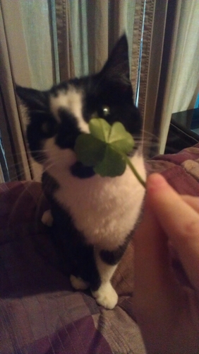 Im @ericakittyme13 kitten, really! I'm a 4 year old tuxedo kitten. Not big on water and other cats.