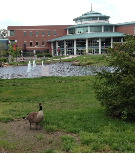 Your friendly campus goose ;)