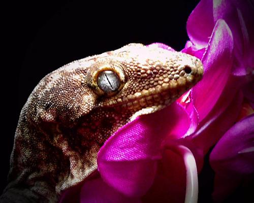 all about geckos