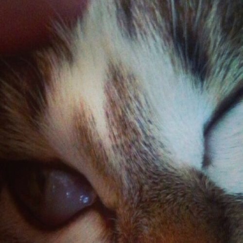 Кошка Андрея